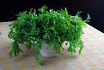 蔬菜沙拉