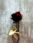一只玫瑰