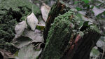 森林青苔古树微距