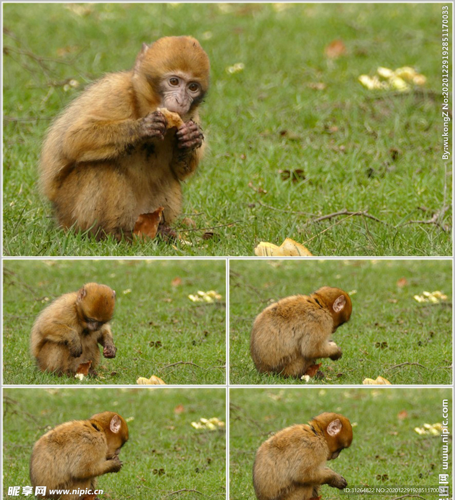 金丝猴吃食视频