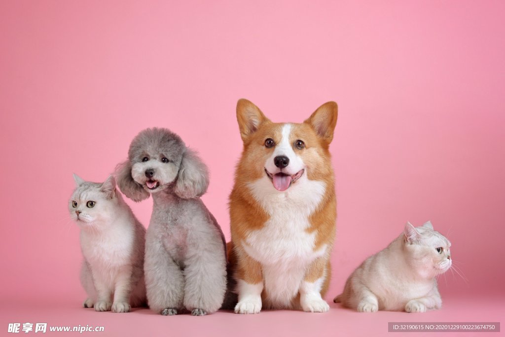 狗
