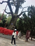 奶奶柏摄影