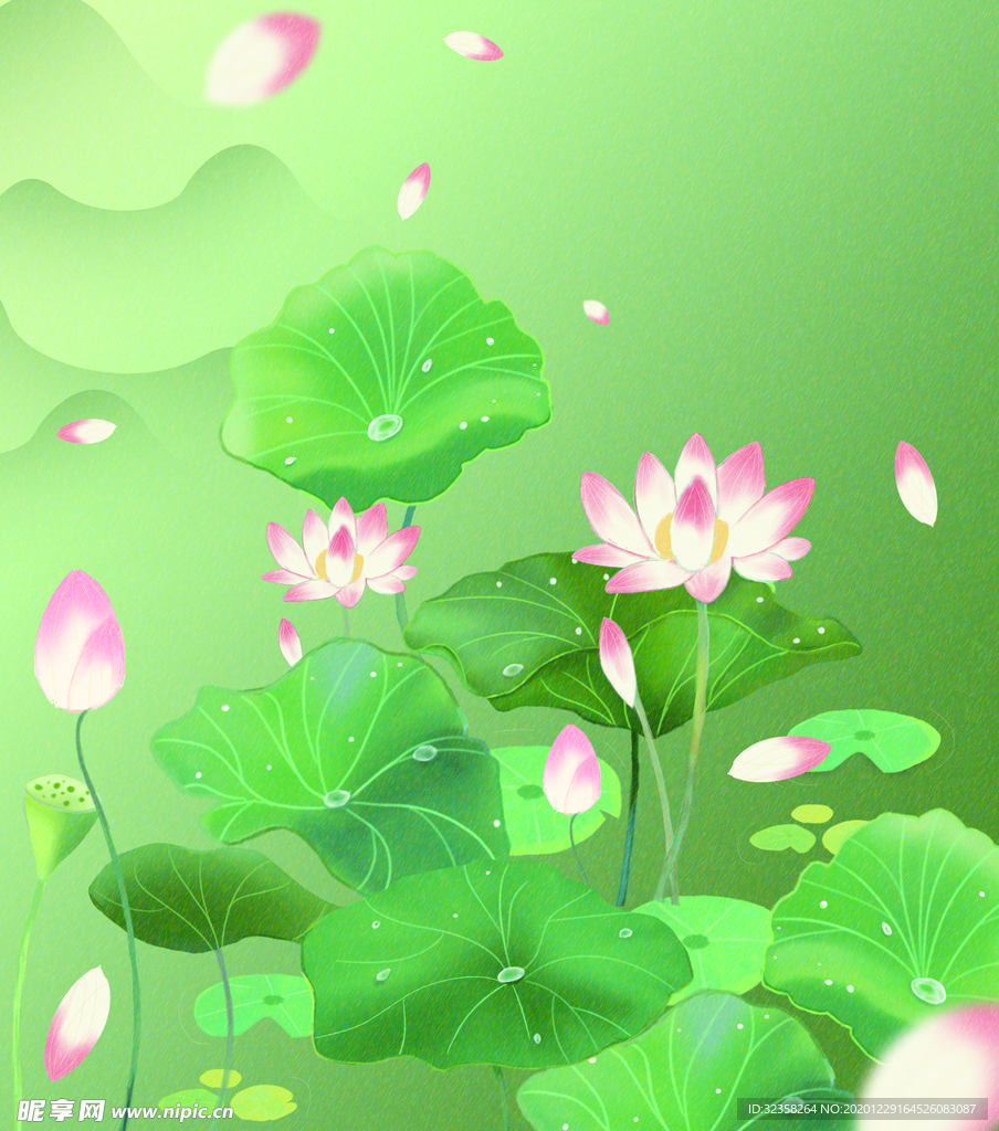 荷花