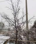 雪后小树