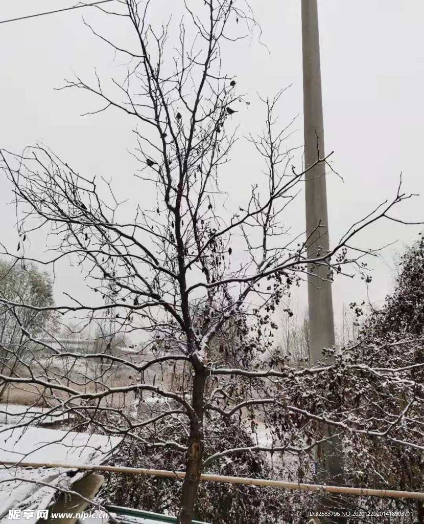 雪后小树