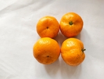砂糖橘