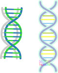 dna分子结构图