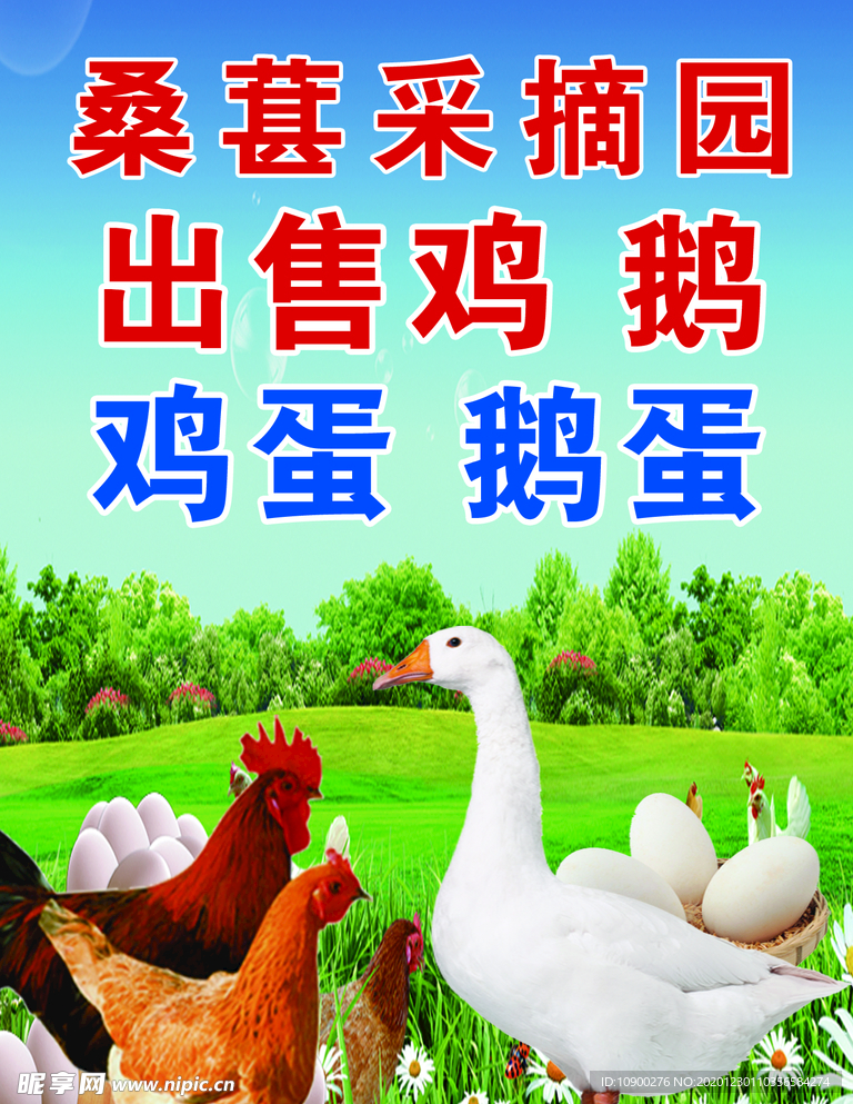鸡蛋鹅蛋