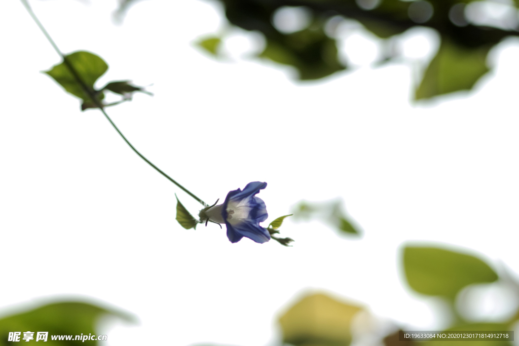 蓝色牵牛花