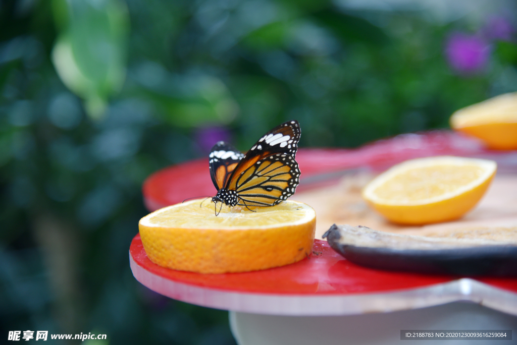 吃橙子的蝴蝶