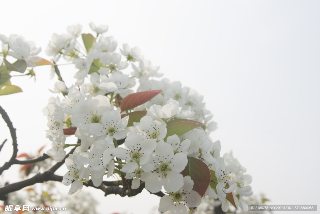 梨花