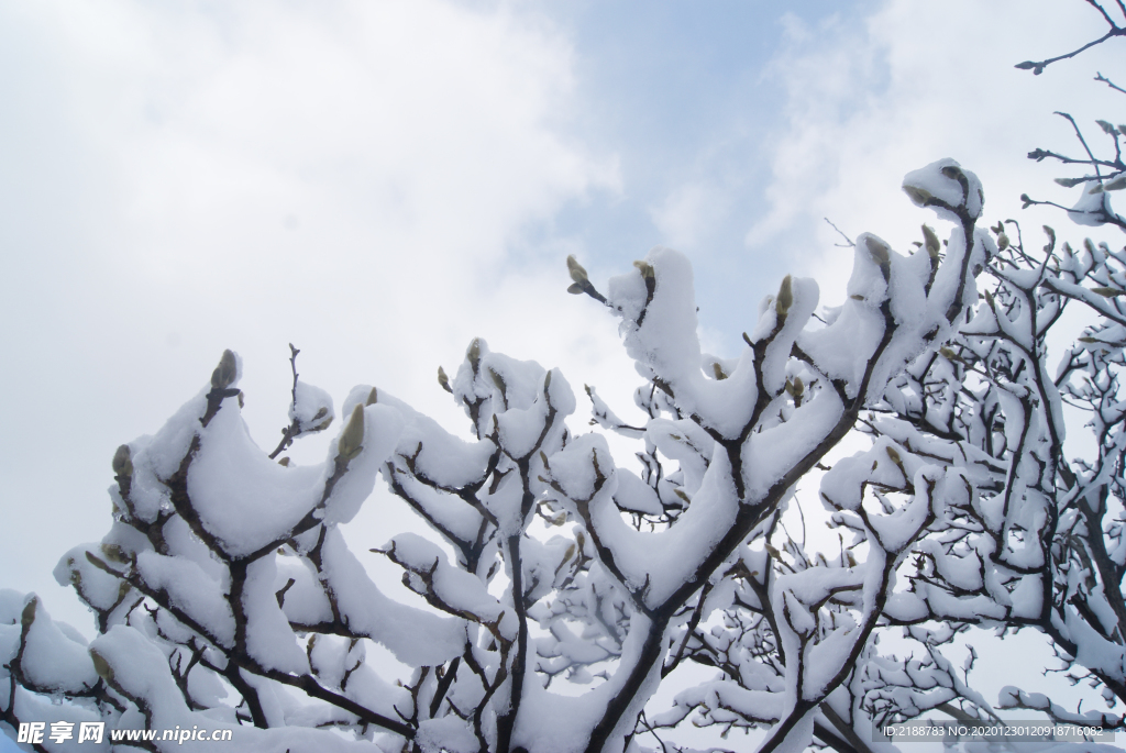 雪景