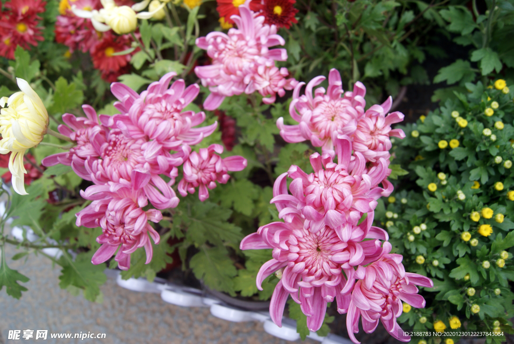 菊花