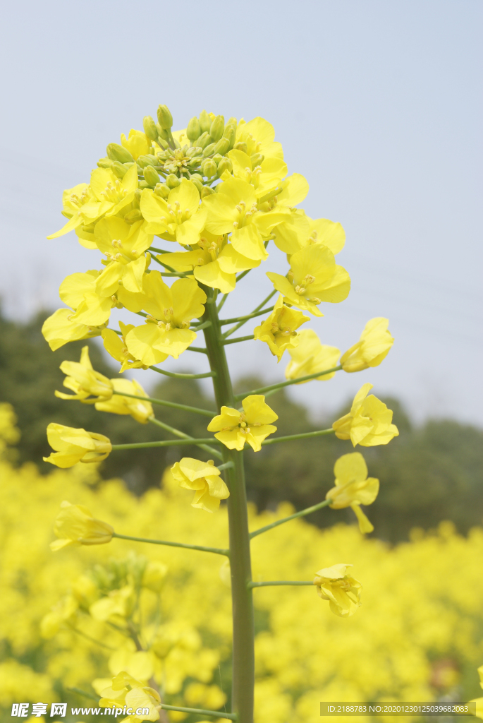 油菜花