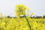 油菜花