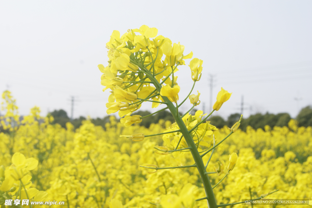 油菜花