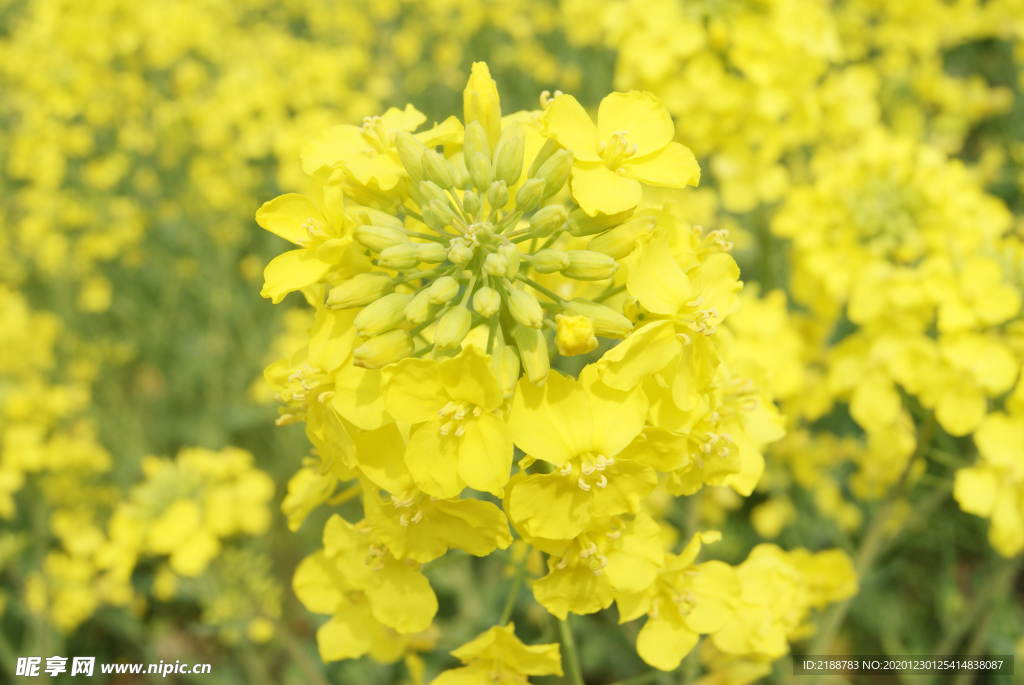 油菜花