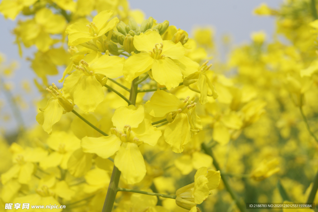 油菜花