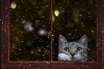 猫