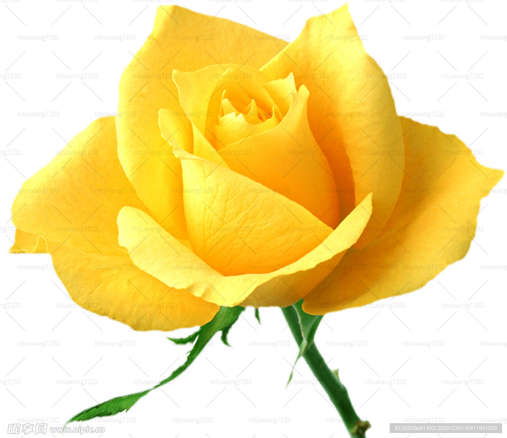 月季花