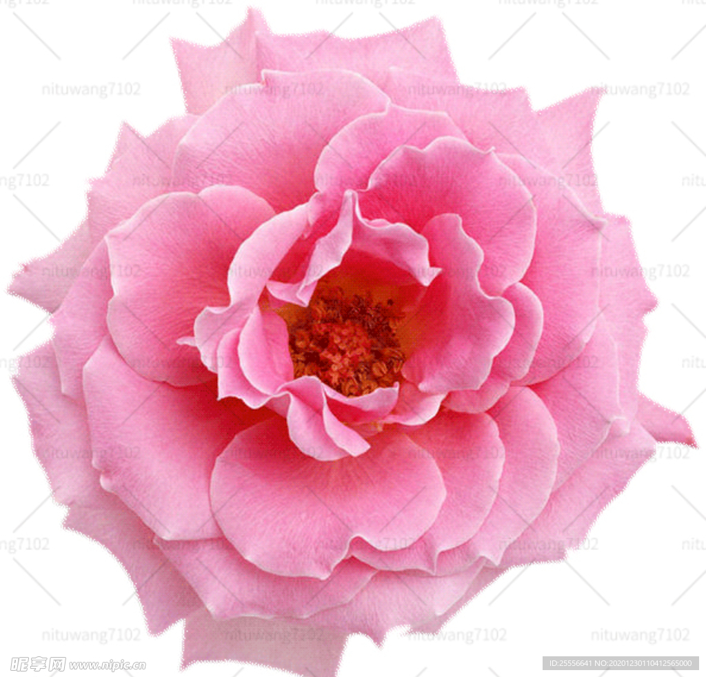 牡丹花