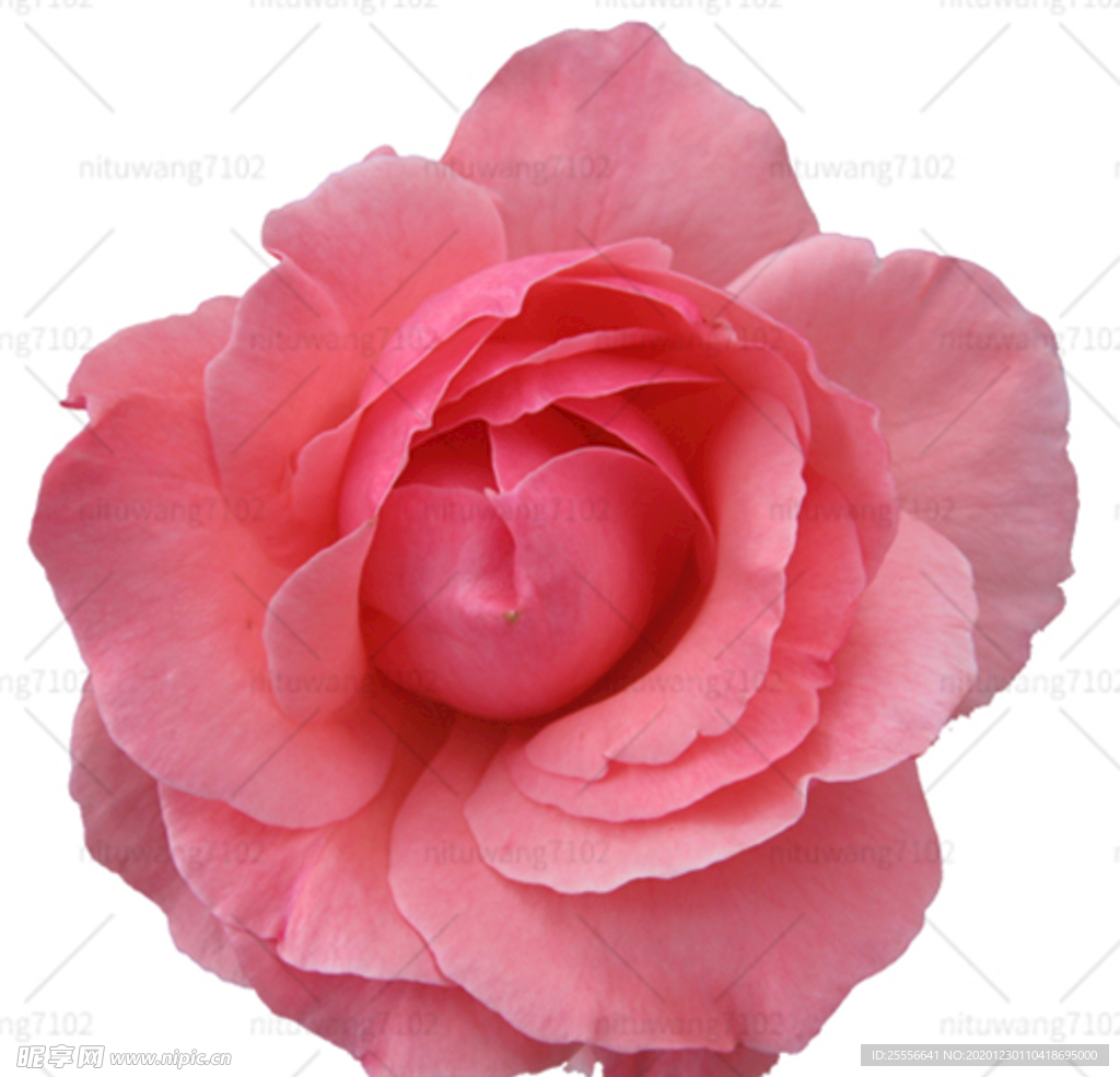 月季花