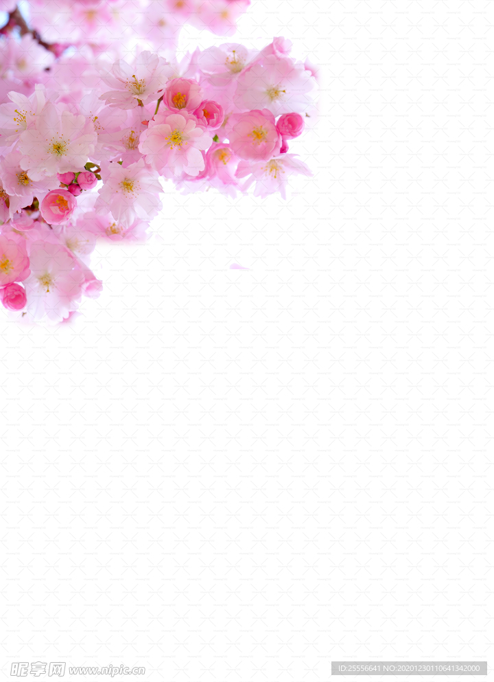 一簇樱花