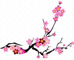 樱花枝条