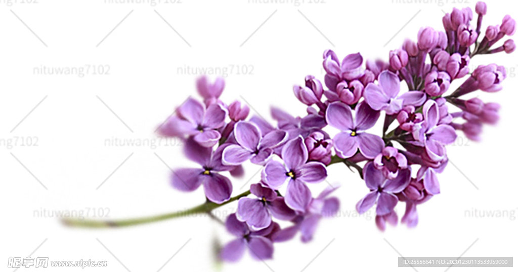 薰衣草