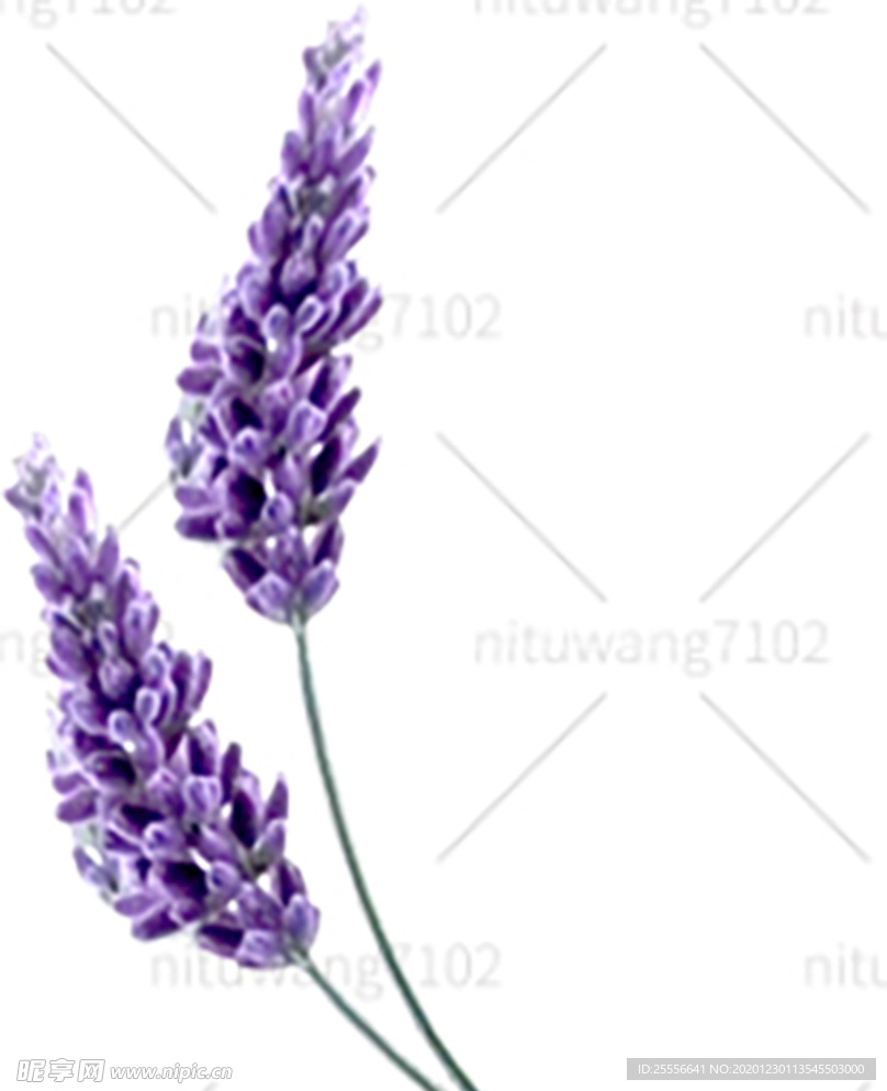 薰衣草