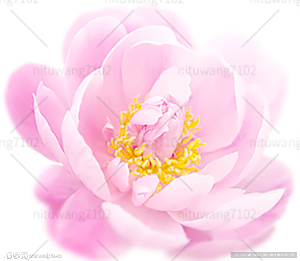 粉色鲜花