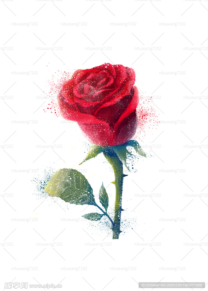 玫瑰花