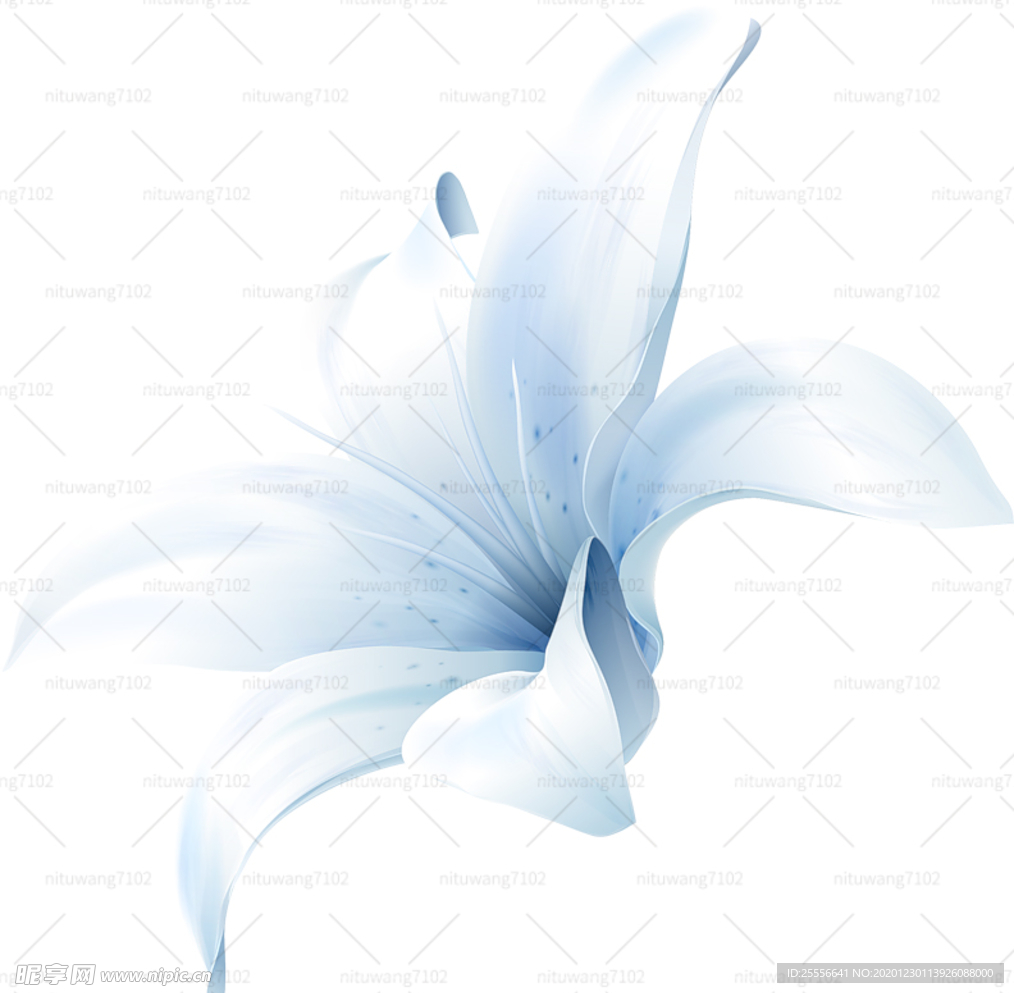 百合花