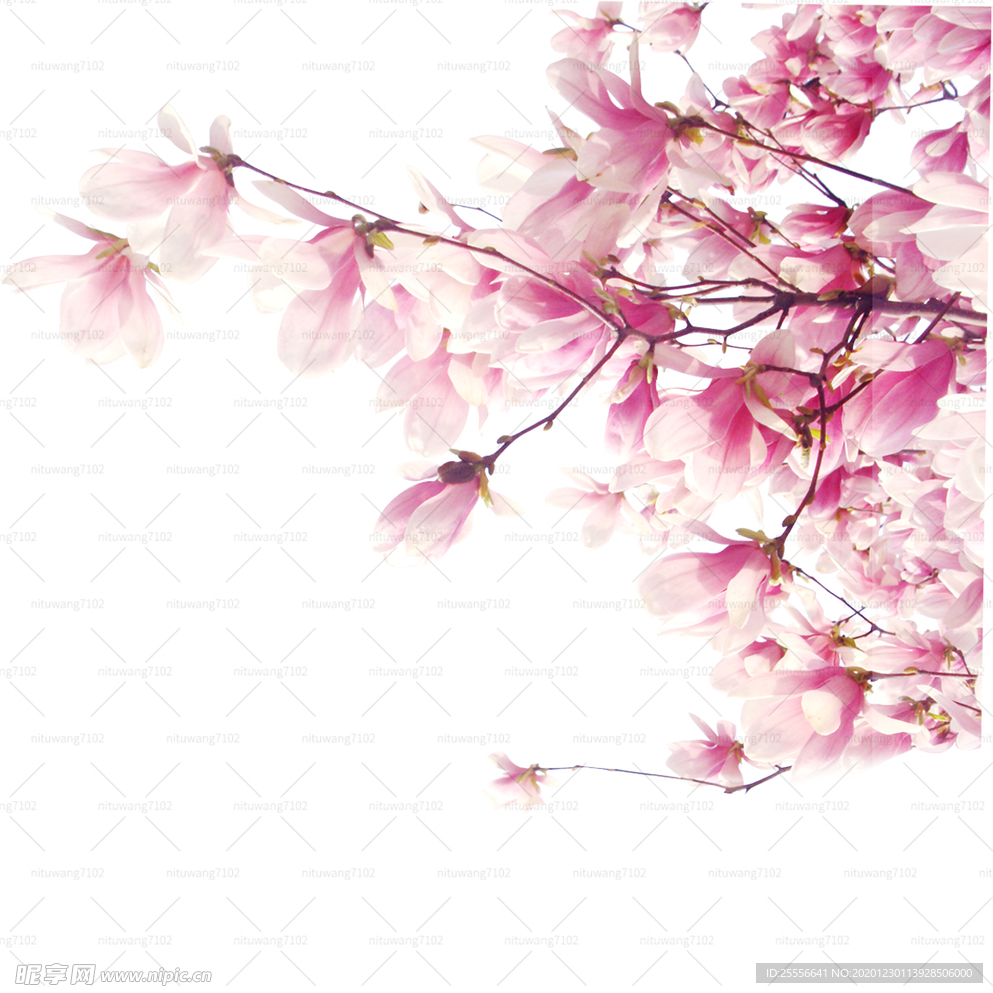 粉色鲜花