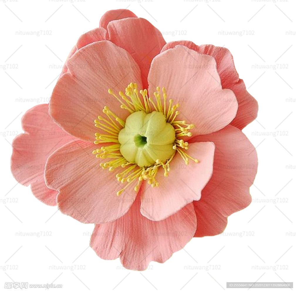 木槿花