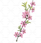 手绘桃花