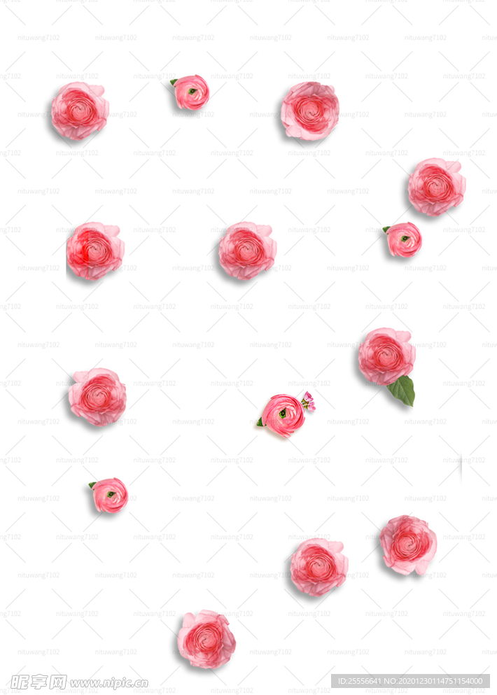 玫瑰花