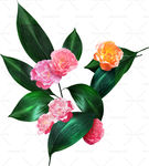 山茶花