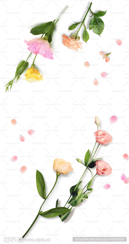 玫瑰花