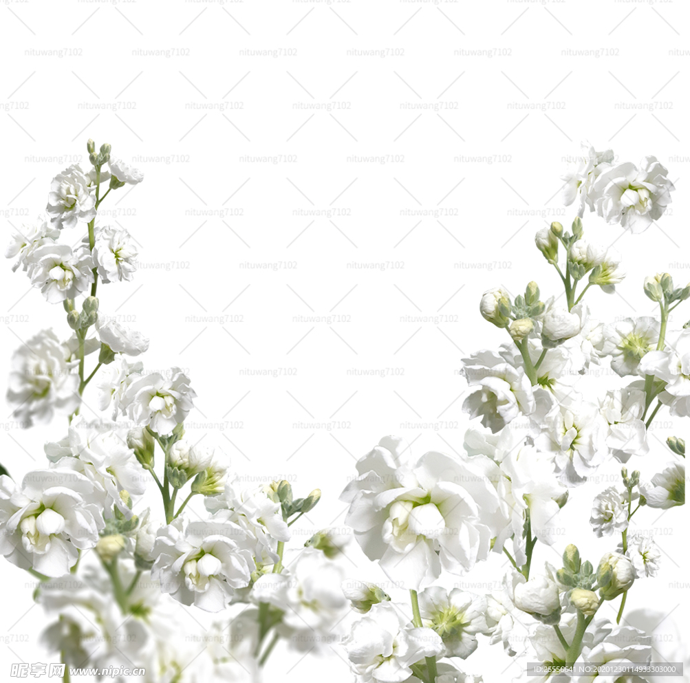 鲜花边框