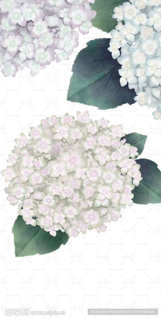 绣球花