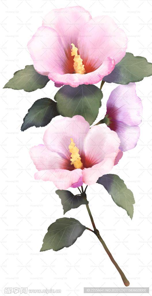 木槿花