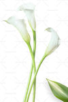鲜花