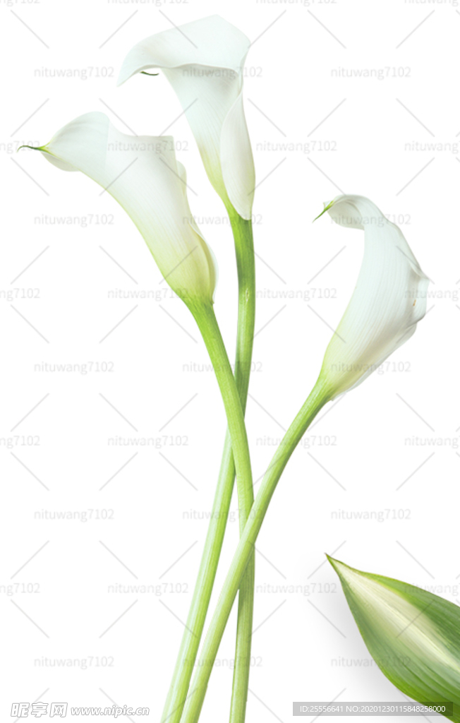 鲜花