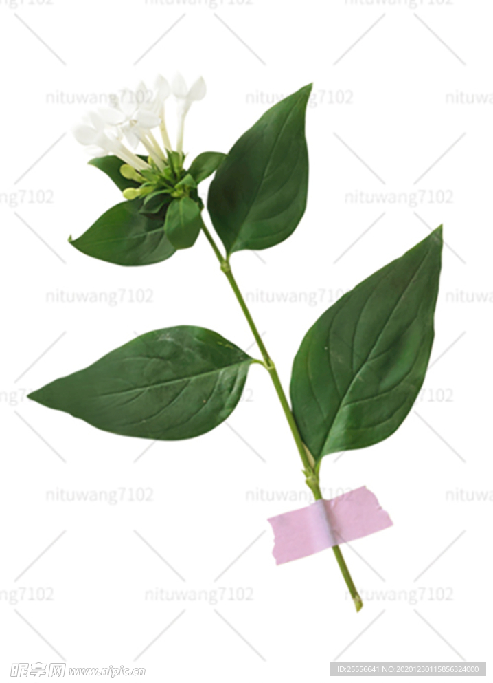 忍冬 鲜花