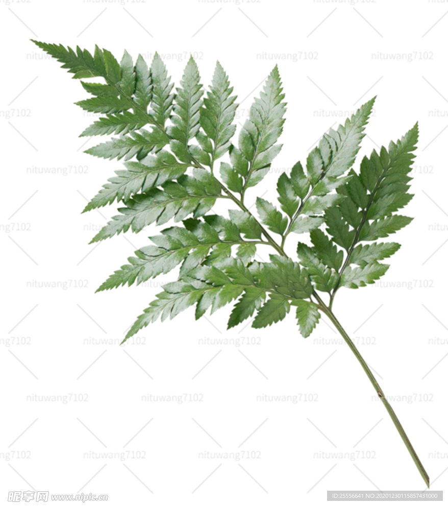 蕨类植物叶子