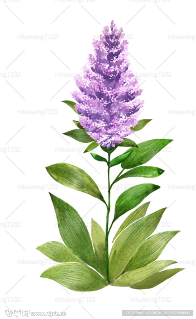 手绘藿香 手绘鲜花