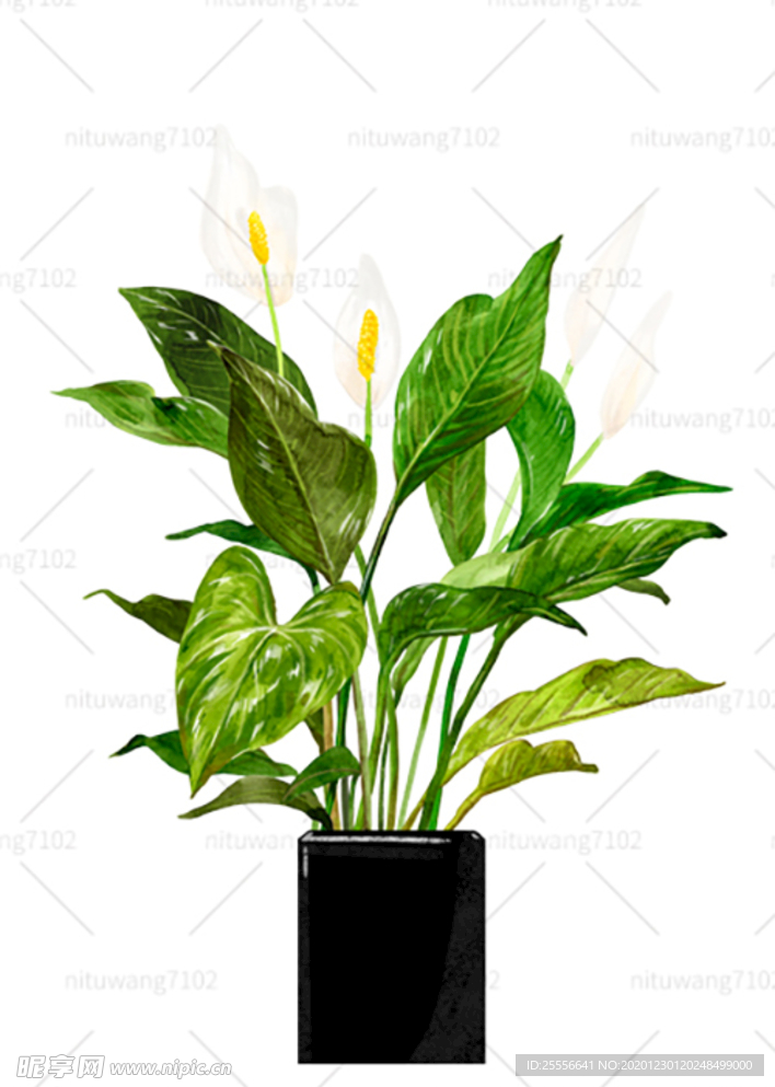 绿植盆栽