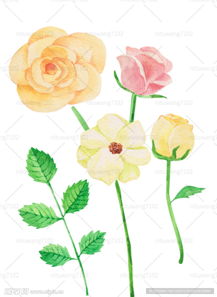 手绘玫瑰花
