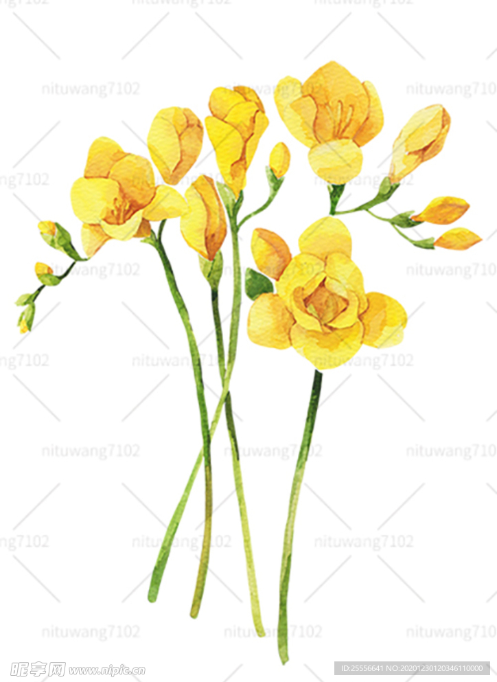 手绘黄色鲜花